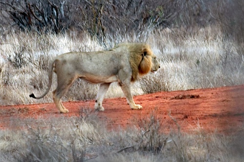 Kenia (336)